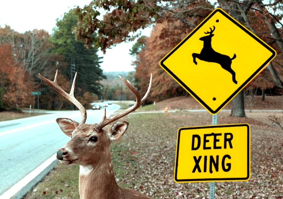 Watch Out! Deer Season is here